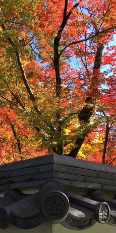 京都的世界遗产和美丽的风景尽收眼底